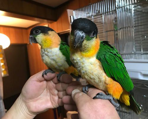 ズグロシロハラインコ2羽で仲良し Inkoya日和 楽天ブログ