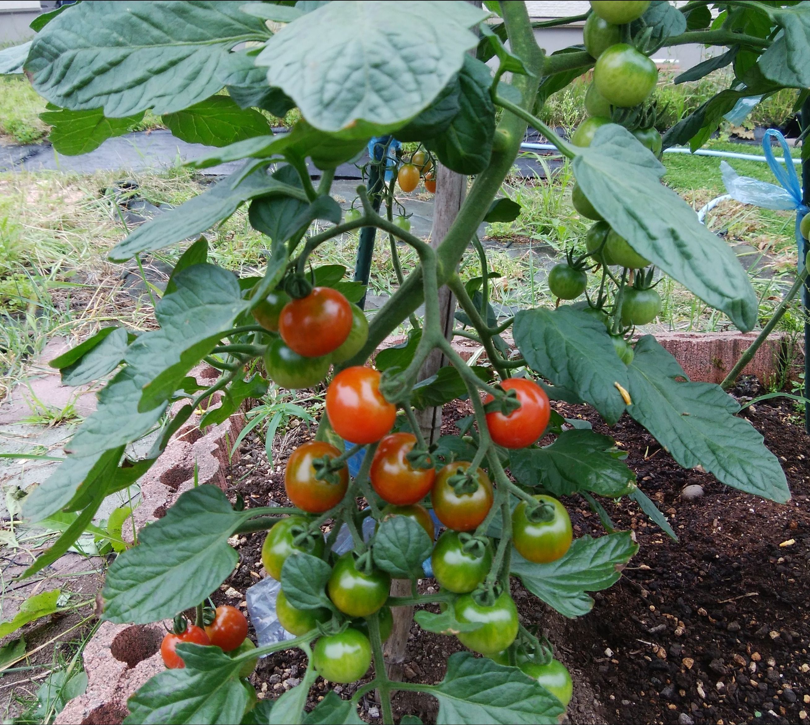 ミニトマト 千果 の実の付き方がハンパないっす 笑 アイヌモシリの春夏秋冬 Beautiful Seasons Of Hokkaido 楽天ブログ