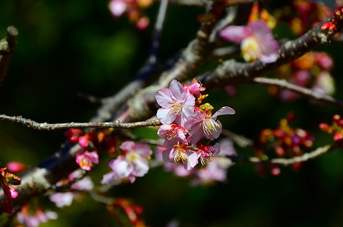 河津桜　咲く