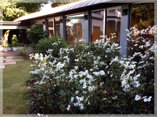 プラフ18番館の秋明菊