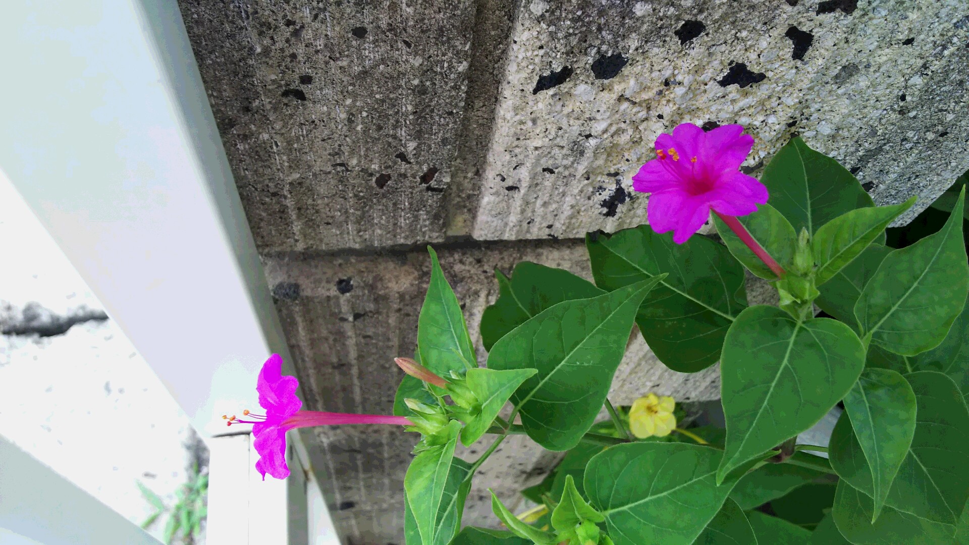 DSC_0489.JPG