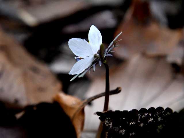 この花に逢いたくて 千葉市内でセツブンソウ Himekyonの部屋 楽天ブログ