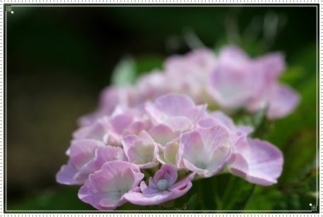 大乗寺丘陵公園-17 ピーチ姫 13.6.22