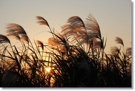 ススキ-1 13.10.13