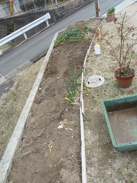 警固屋農園 ジャガイモの植え付け　平成25年3月2日 2