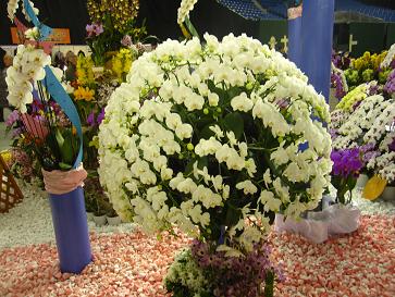 IMG_3143m.JPG