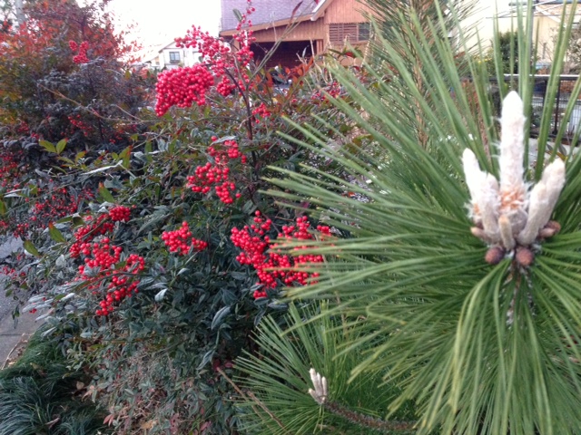 松と南天.JPG