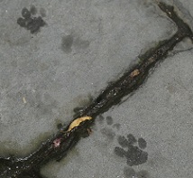 5DA_6587-12.jpg
