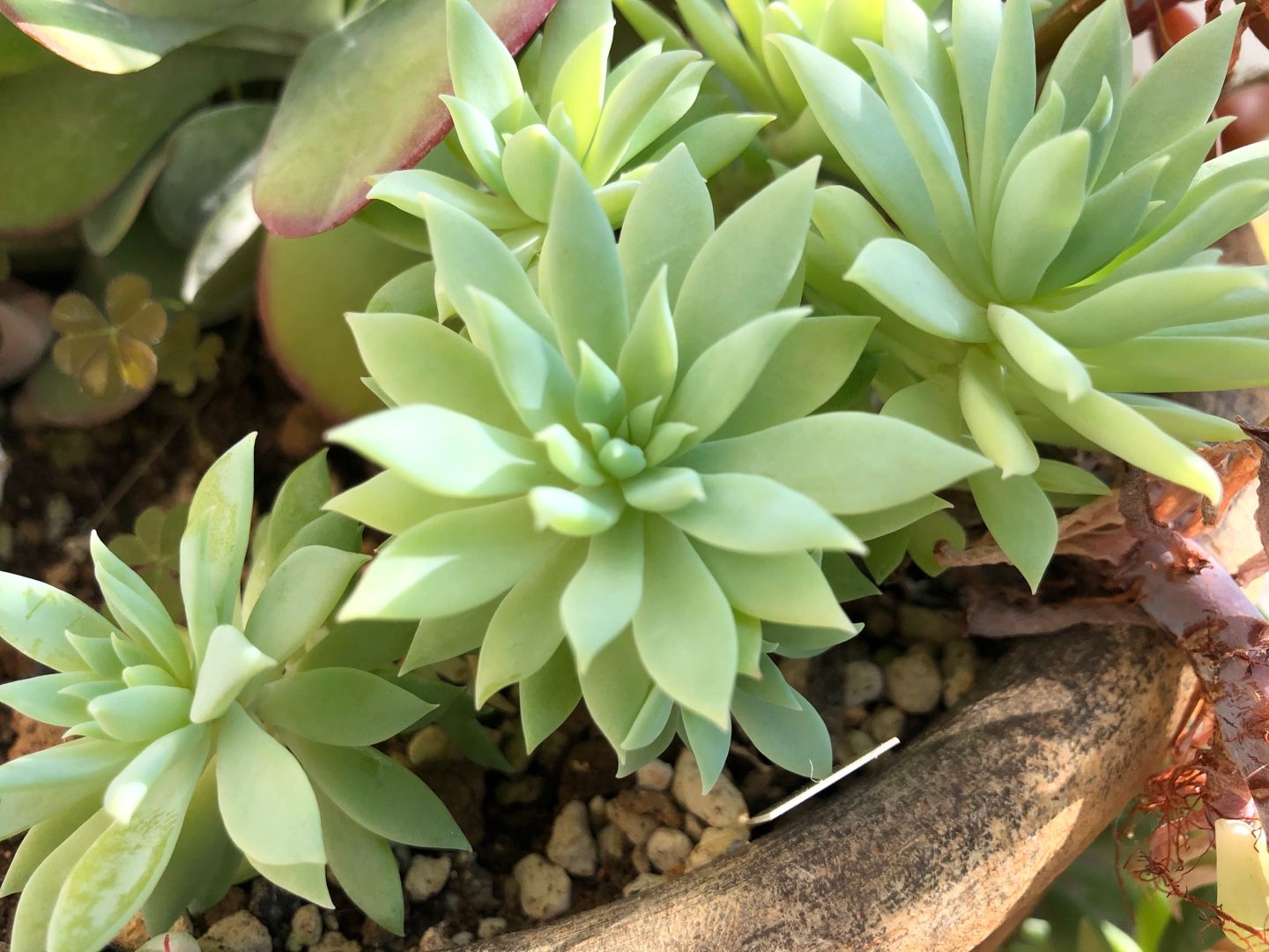 華やかな楽曲 ファンファーレ Blessings Of Nature 楽天ブログ