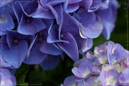 大乗寺丘陵公園-14 ピンクマナスル-2 13.6.22