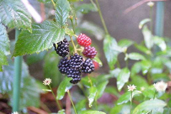 2015.8.1niwa 003.JPG