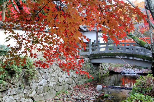 IMG_6643金剛寺.jpg