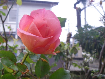 バラ