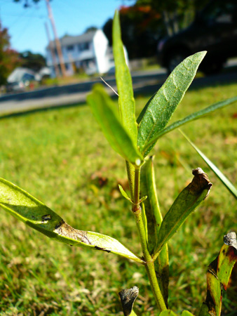 monarch egg (092212).jpg