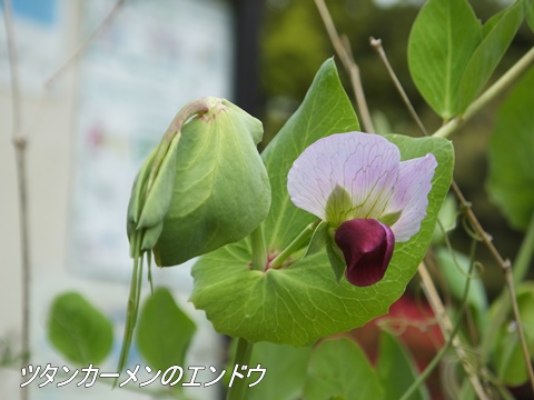 東京港野鳥公園にて