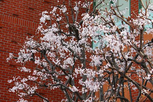 桜に似てる スモモは満開です おとっつぁん いろいろやっちょります 楽天ブログ