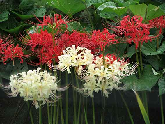 白い彼岸花-02♪