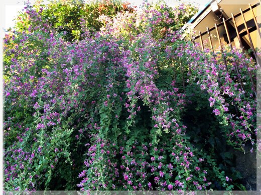 萩の花