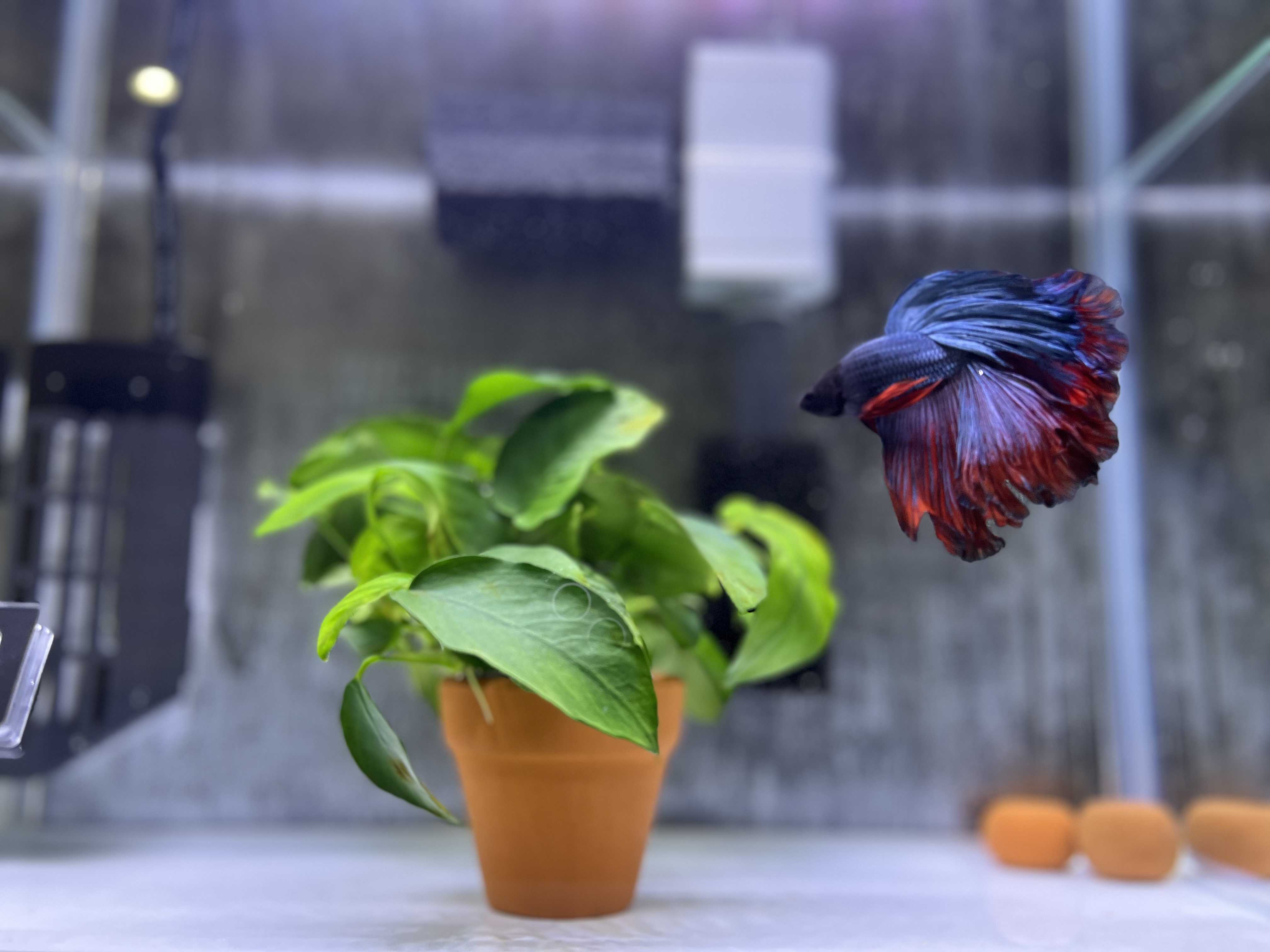 今日からまたベタちゃんのブログになります