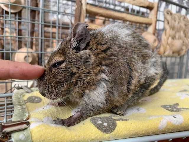 かかさまとのお散歩はイヤれす デグーと金魚に癒されちゅう 楽天ブログ