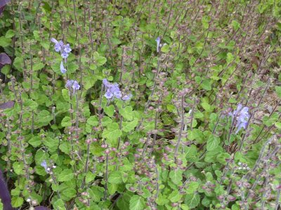 和歌山磯採集2012年5月25　タツナミソウ属の花