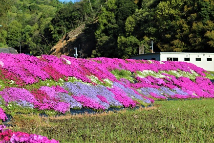 芝桜.jpg