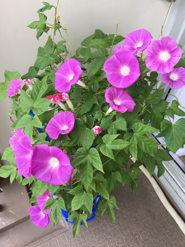 rblog-20180903105029-01.jpg