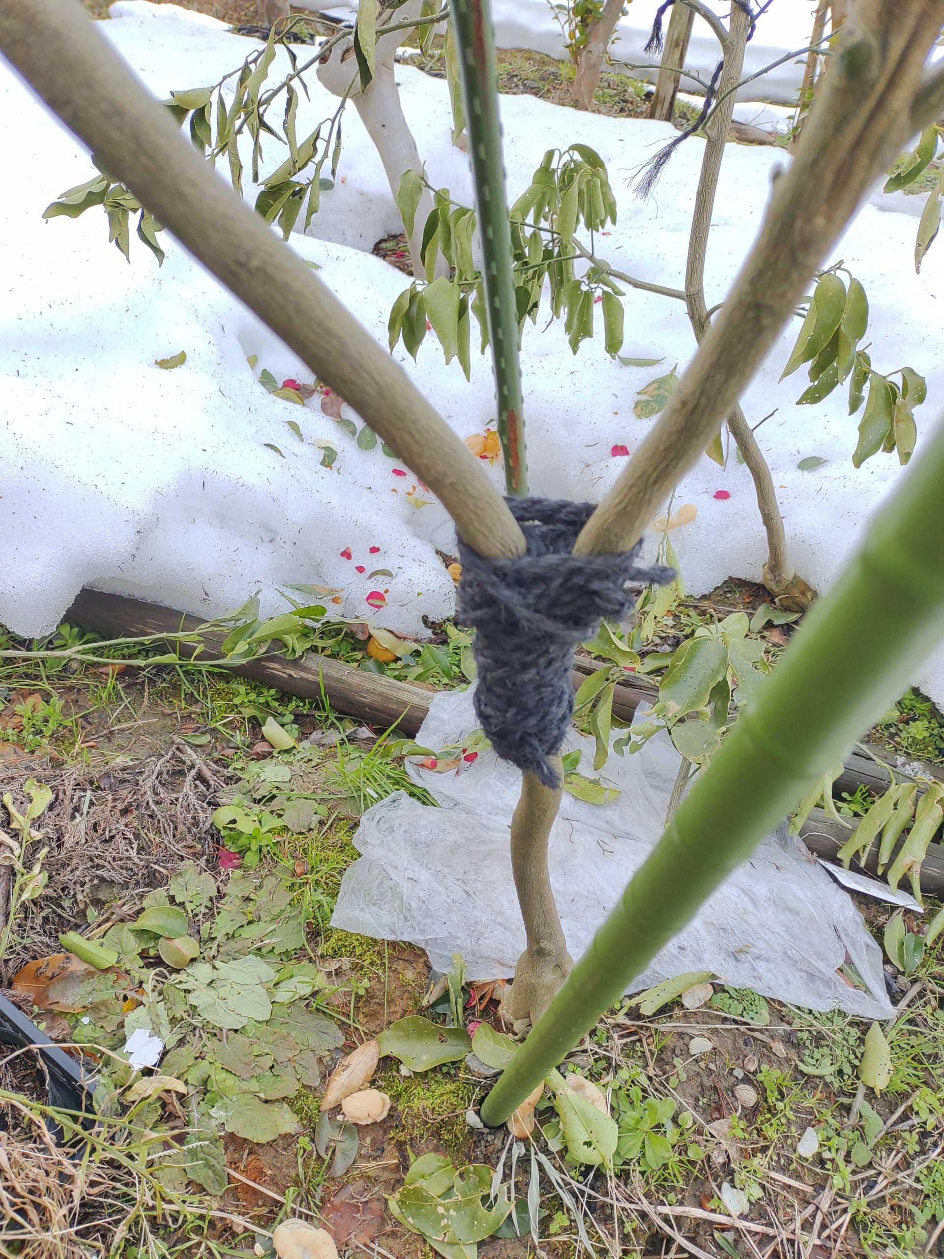 ゆず 柚子の枝は折れる オレンジ園芸ヽ ﾉ 楽天ブログ
