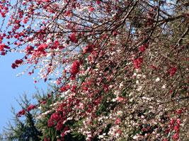 sakura5