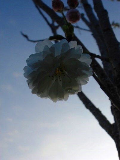八重桜2.jpg