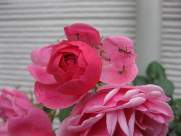 画像 4820.jpg