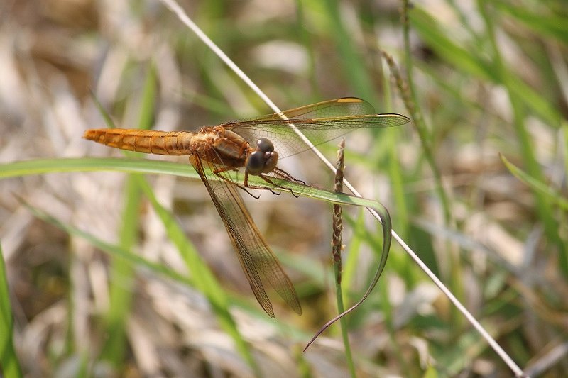 IMG_9775 (800x533).jpg