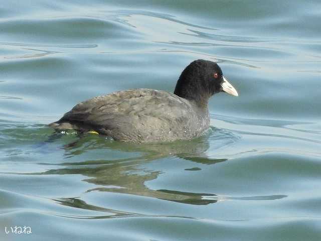 オオバン2021年2月11日