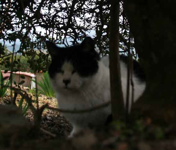 我が家のニャンコ♪2013/1/10-3