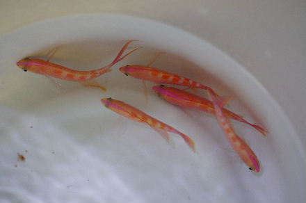 2015_0220ｱｻﾋﾊﾅｺﾞｲ大0013.JPG