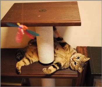 ヤル気を