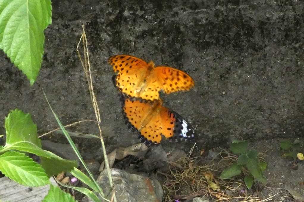 515