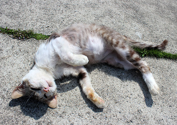 我が家のニャンコ♪2014/04/22-3