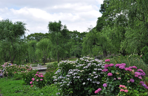 紫陽花３