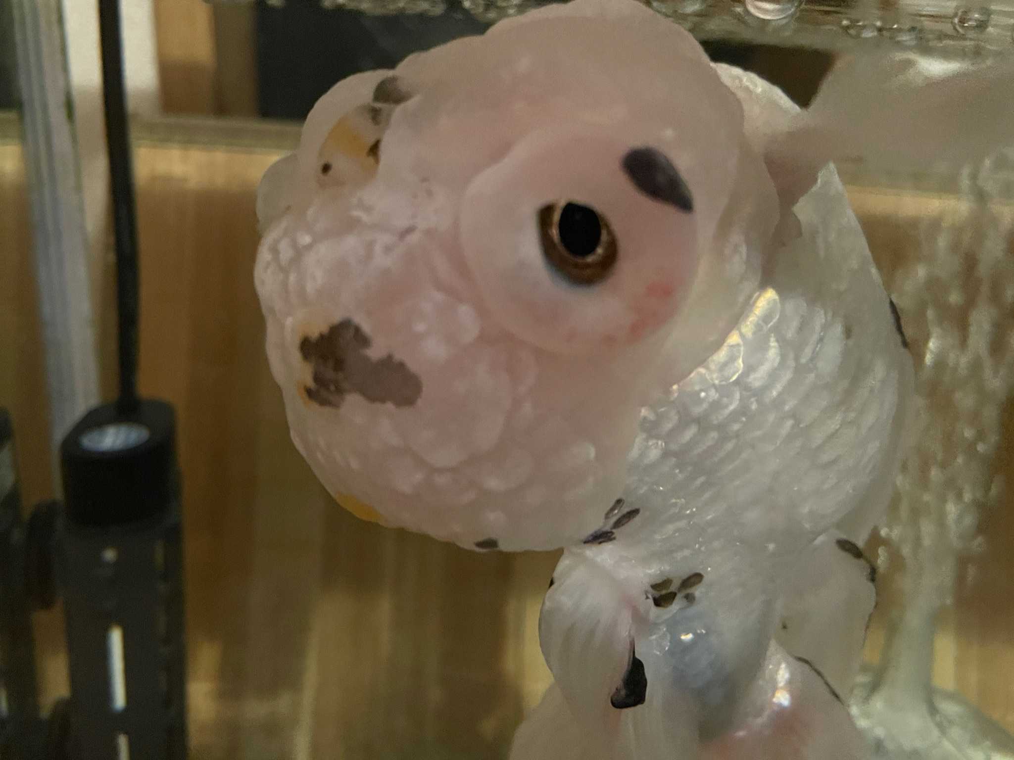 金魚 春夏秋冬 楽天ブログ