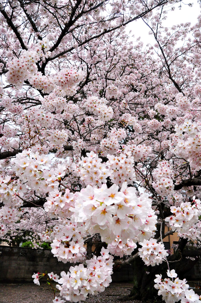 桜５