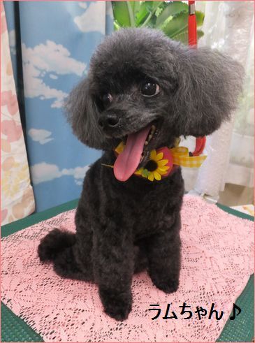 トイプードルのトリミング ラムちゃん 夏のお譲さん再び 千葉県いすみ市 海の前のトリミングサロン ｂｅｂｅ 楽天ブログ