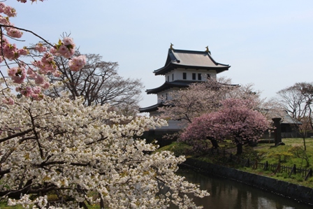 松前城と桜.JPG