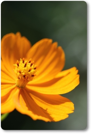 キバナコスモス-10 13.9.18