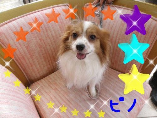 ﾋﾟﾉ.JPG