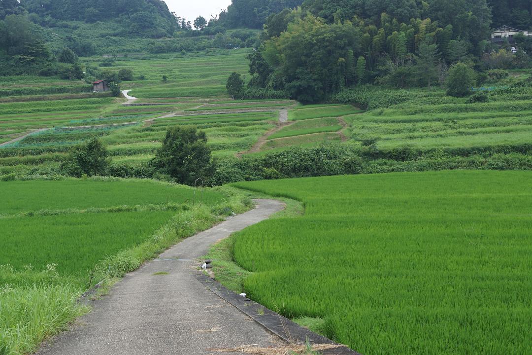 DSC08620.jpg