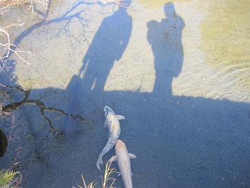 IMG_3189a.JPG