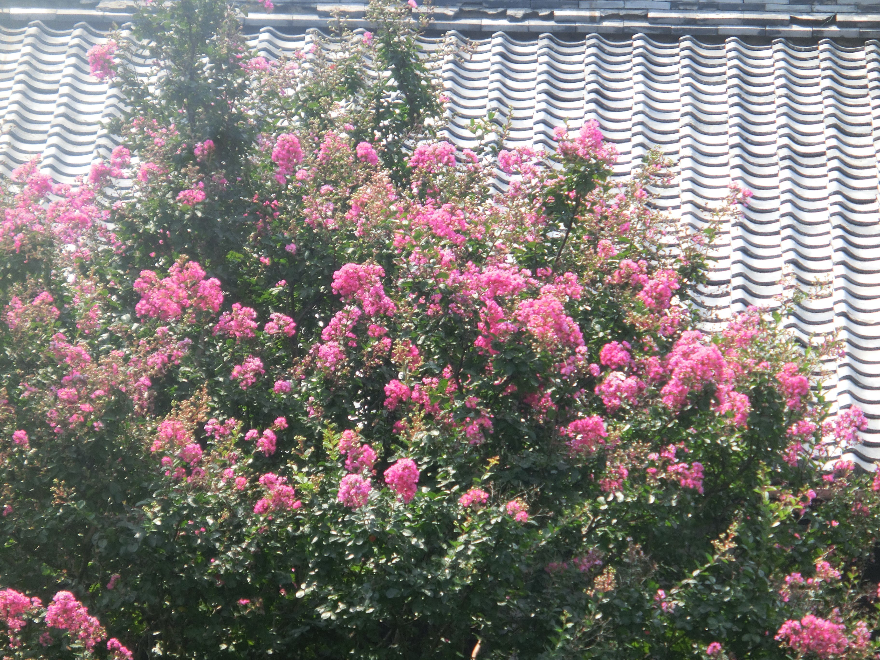 百日紅 暮らしを楽しむ deux 楽天ブログ