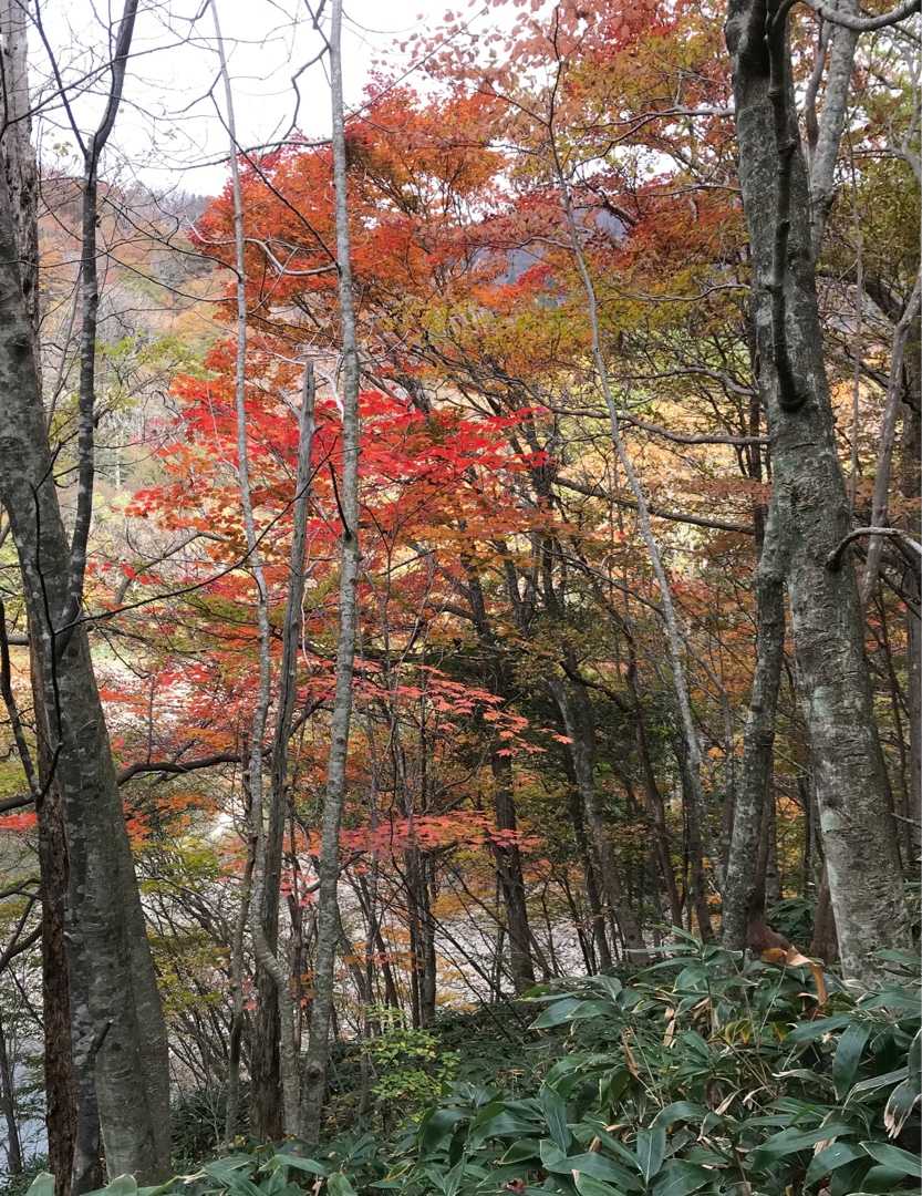 新庄村の紅葉 のん木ぶろぐ 楽天ブログ