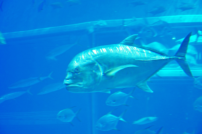 魚1